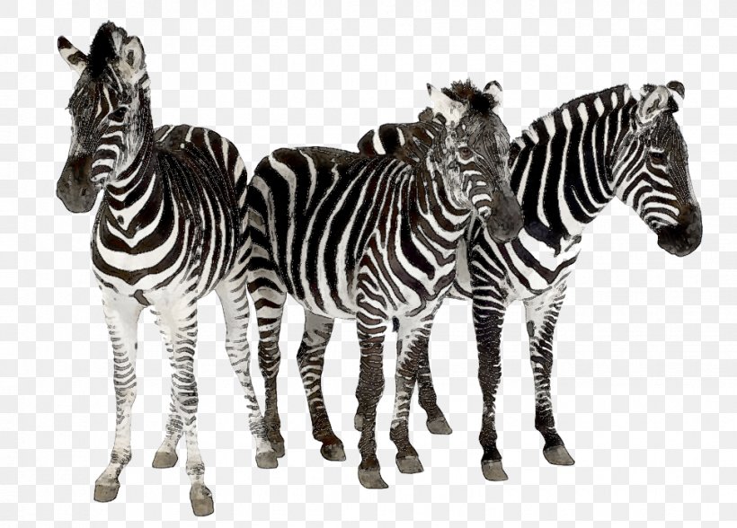 Zebra Horses Cheetah Hair By JFK, PNG, 969x696px, Zebra, Black And White, Cheetah, Definition, Fauna Download Free