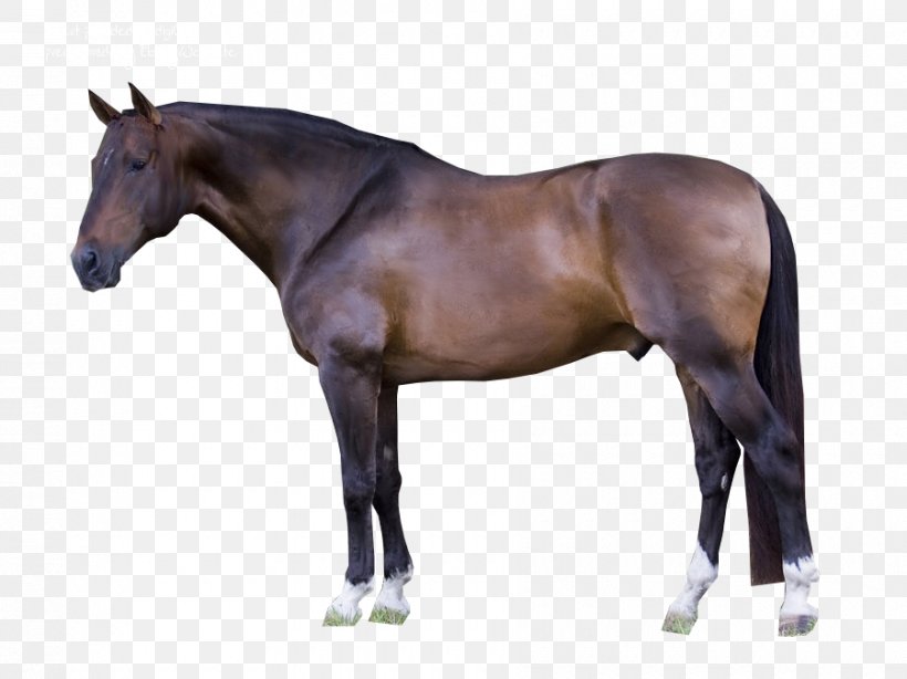 American Quarter Horse American Paint Horse Horse Tack Roan Black, PNG, 900x674px, American Quarter Horse, American Paint Horse, Barrel Racing, Bit, Black Download Free