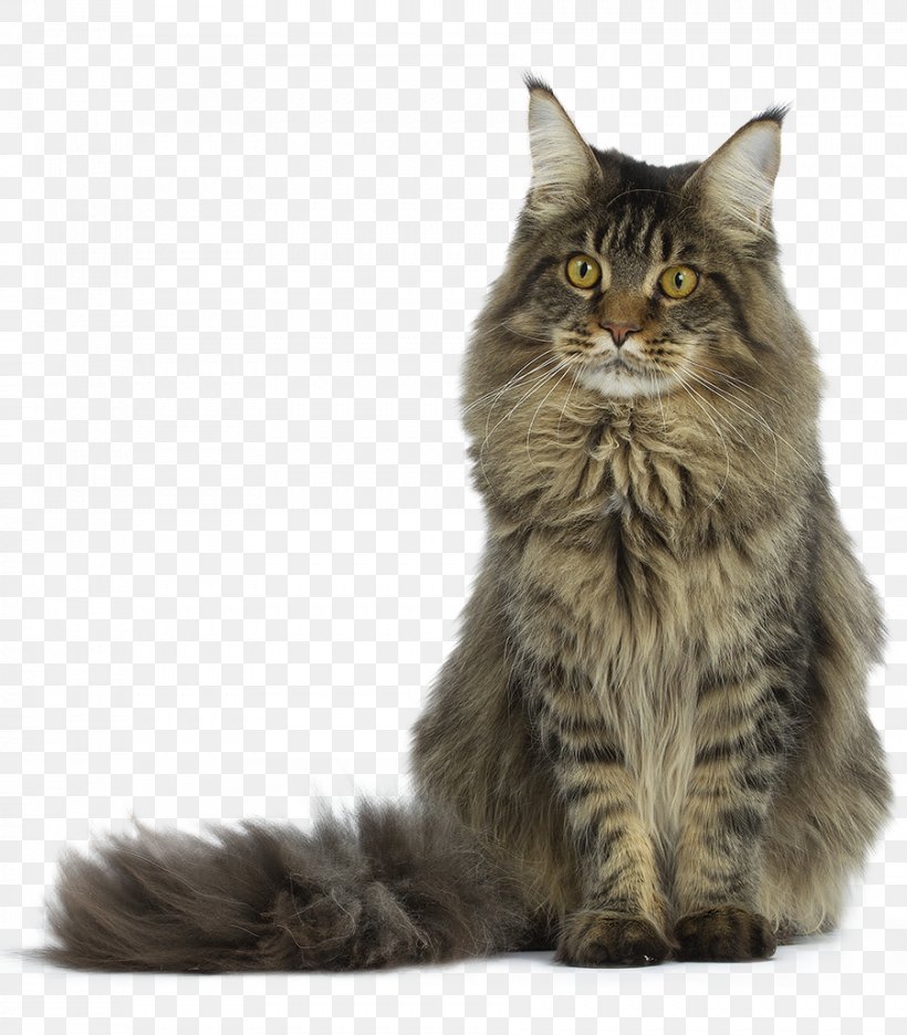 Maine Coon Exotic Shorthair Turkish Angora Raccoon, PNG, 902x1030px, Maine Coon, Animal, Asian Semi Longhair, Breed, California Spangled Download Free