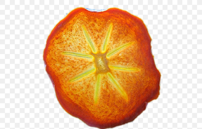 Tangerine Mandarin Orange Clementine Tangelo Rangpur, PNG, 562x525px, Tangerine, Bitter Orange, Blood Orange, Building, Calabaza Download Free