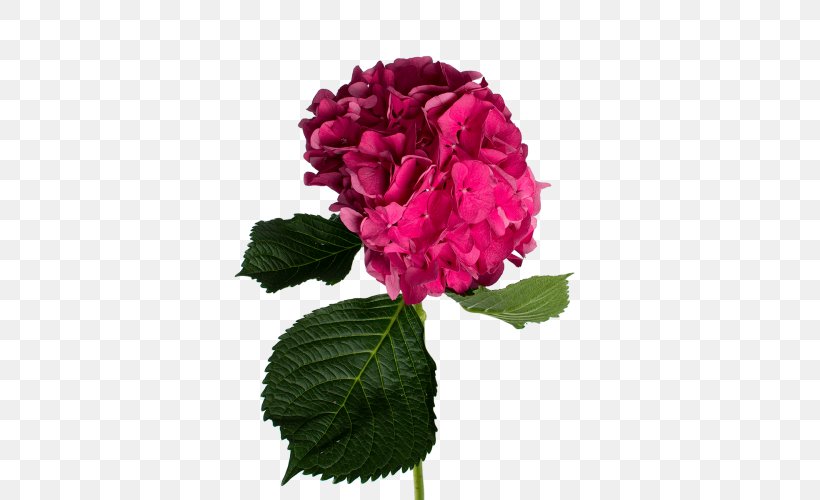 Cabbage Rose Hydrangea Garden Roses Floribunda Cut Flowers, PNG, 500x500px, Cabbage Rose, Annual Plant, Cornales, Cut Flowers, Floribunda Download Free