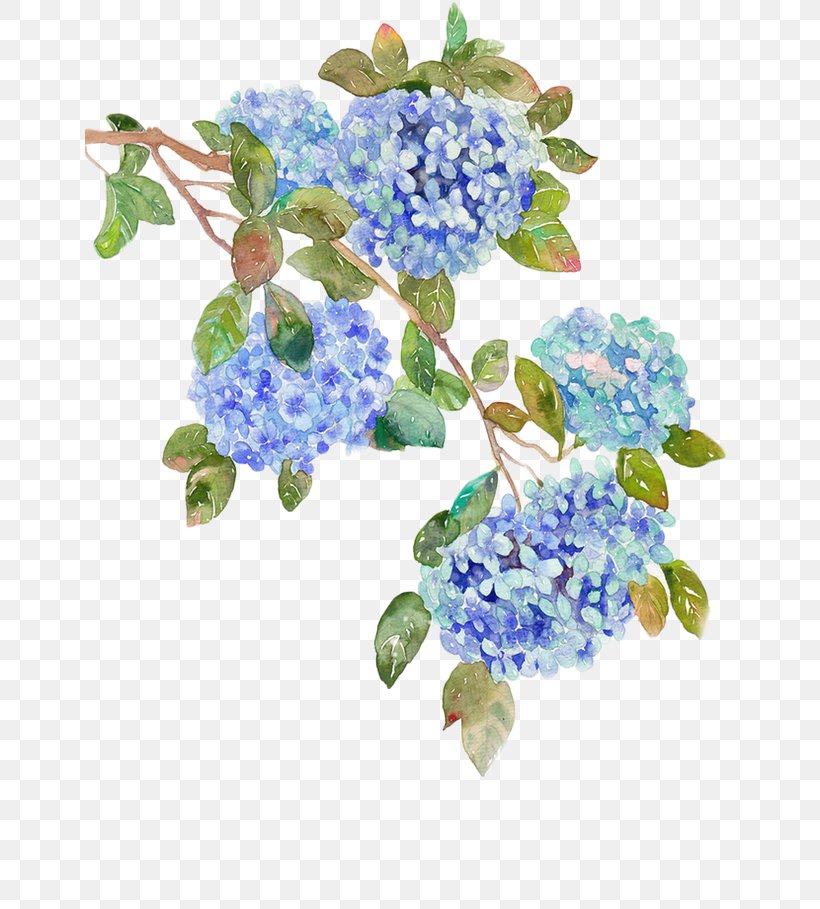 Flower Hydrangea, PNG, 650x909px, Blue, Branch, Color, Coreldraw, Cornales Download Free