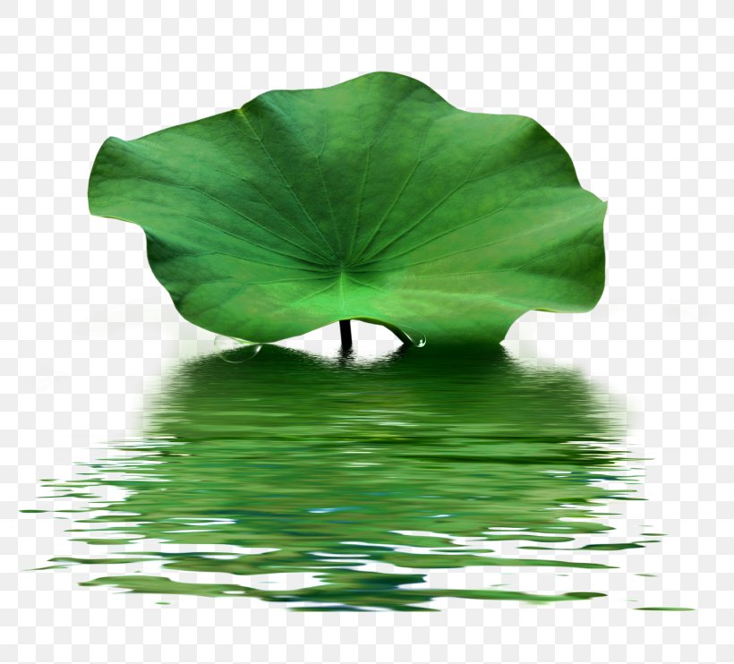 Nelumbo Nucifera Lotus Effect Creative Watercolor Leaf, PNG, 800x742px, Nelumbo Nucifera, Creative Watercolor, Frying Pan, Green, Leaf Download Free