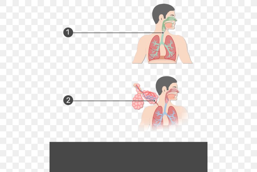 Respiratory Tract Anatomy Respiratory System Pulmonary Alveolus, PNG, 504x550px, Watercolor, Cartoon, Flower, Frame, Heart Download Free