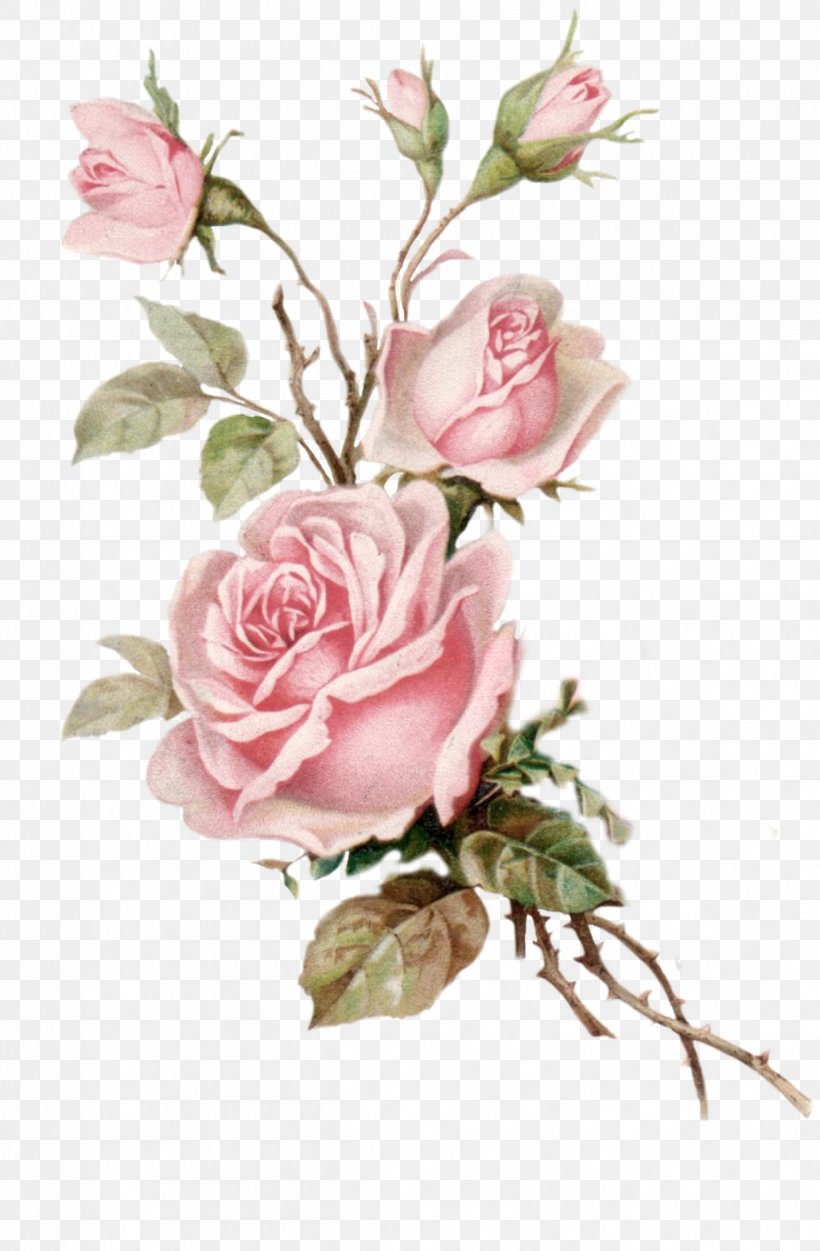 Rose Pink Flower Bouquet Floral Design, PNG, 1236x1887px, Rose, Antique ...