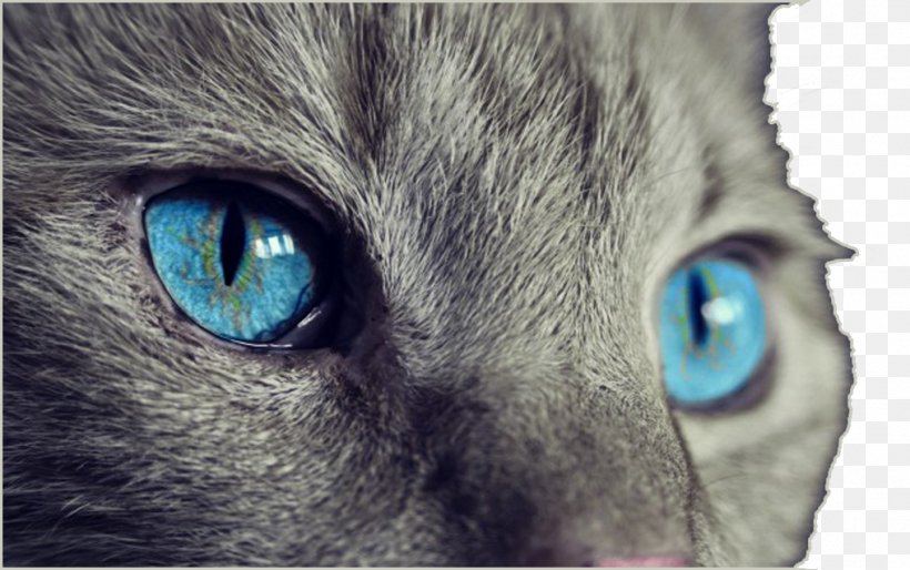 Cat Kitten Felidae Light Eye, PNG, 1016x638px, Watercolor, Cartoon, Flower, Frame, Heart Download Free