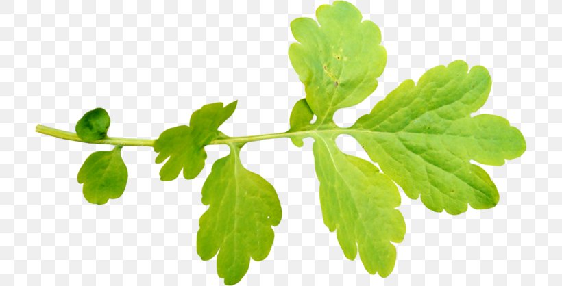 Leaf, PNG, 718x418px, Leaf, Branch, Follaje, Green, Herb Download Free