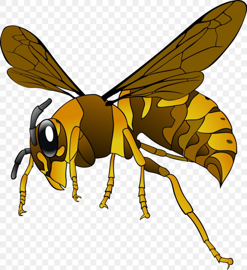 Vespa Simillima Bee Insect European Hornet Clip Art, PNG, 824x900px, Vespa Simillima, Arthropod, Bee, European Hornet, Fauna Download Free