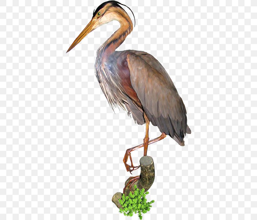 Bird Ciconia Crane Clip Art, PNG, 402x700px, Bird, Beak, Ciconia, Ciconiiformes, Crane Download Free