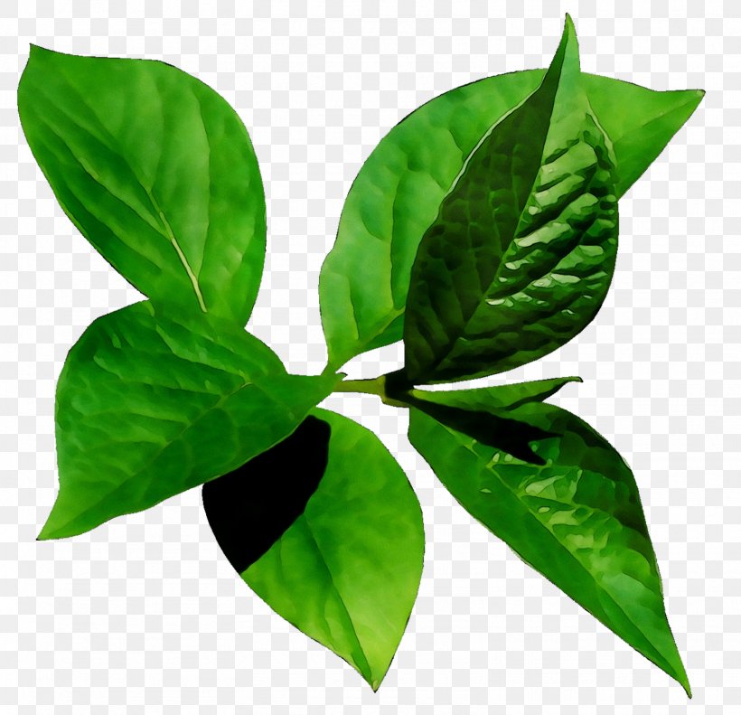 Leaf Plant Stem, PNG, 1561x1507px, Leaf, Coca, Flower, Flowering Plant, Herb Download Free