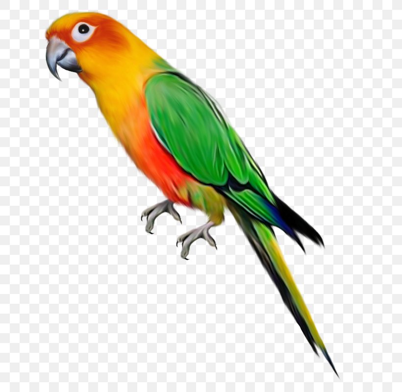 Parrot Bird Clip Art, PNG, 800x800px, Parrot, Beak, Bird, Common Pet Parakeet, Conure Download Free