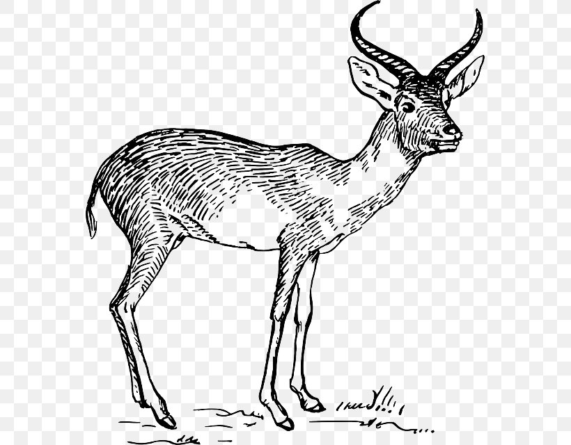 Pronghorn Antelope Impala Common Eland Clip Art, PNG, 573x640px, Pronghorn, Animal Figure, Antelope, Antler, Black And White Download Free
