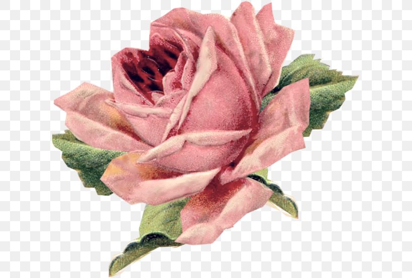 Vintage Roses: Beautiful Varieties For Home And Garden Vintage Clothing Pillow Flower, PNG, 612x553px, Rose, Art, Color, Cut Flowers, Floribunda Download Free