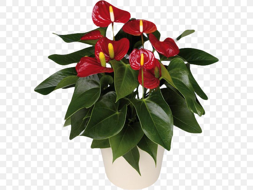 Anthurium Andraeanum Houseplant Flower Ornamental Plant, PNG, 602x614px, Anthurium Andraeanum, Aphelandra, Bulb, Ciceksepeticom, Cut Flowers Download Free