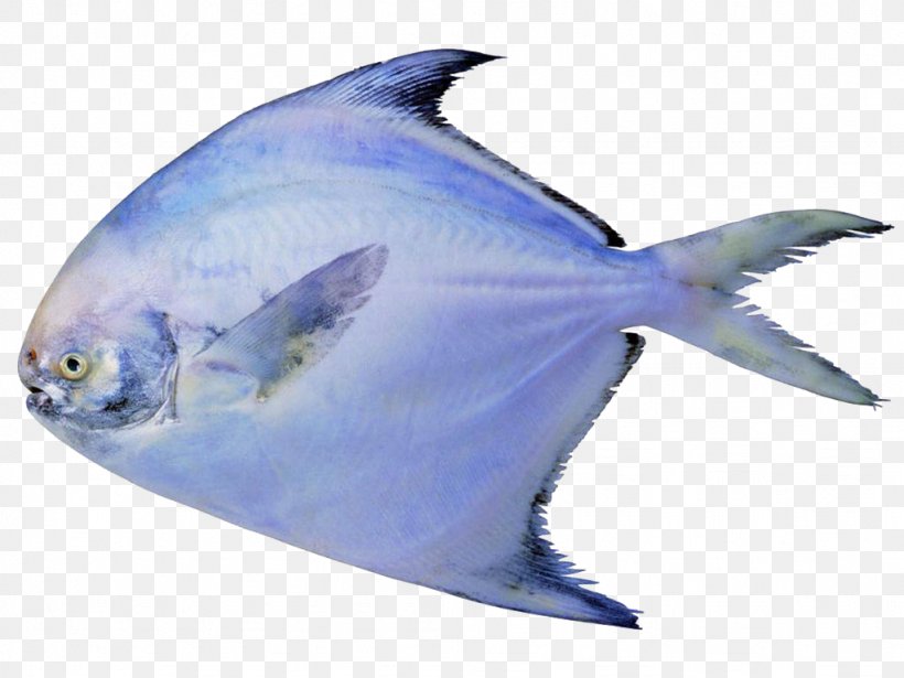 Black Pomfret Pampus Argenteus Fish Seafood, PNG, 1024x768px, Pomfret, Basa, Black Pomfret, Blue, Business Download Free