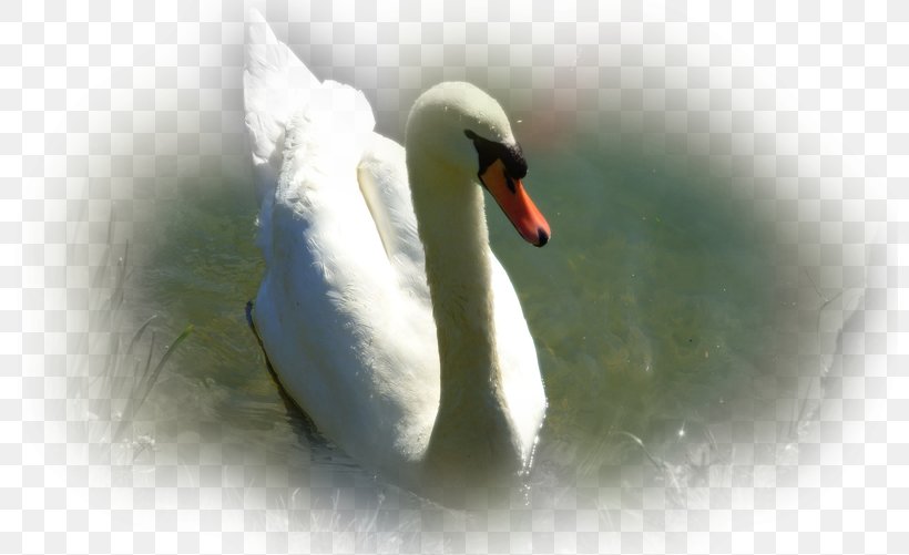 Cygnini Duck Desktop Wallpaper Beak Wallpaper, PNG, 800x501px, Cygnini, Beak, Bird, Duck, Ducks Geese And Swans Download Free