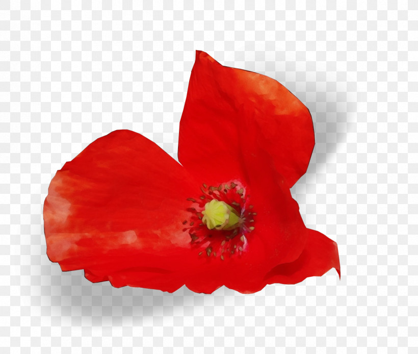 Flower Petal Red Plant Poppy Family, PNG, 1273x1078px, Watercolor, Coquelicot, Corn Poppy, Flower, Paint Download Free