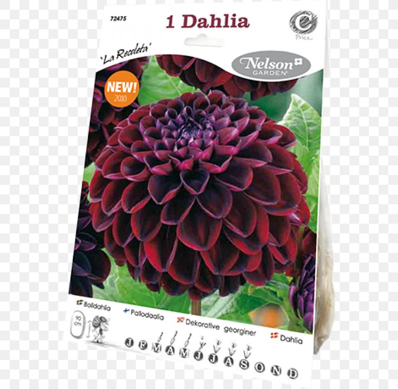 La Recoleta Cemetery Flower Kukka- Ja Puutarhakauppa Lillukka Ky Price, PNG, 800x800px, La Recoleta Cemetery, Cemetery, Chocolate, Dahlia, Facebook Download Free