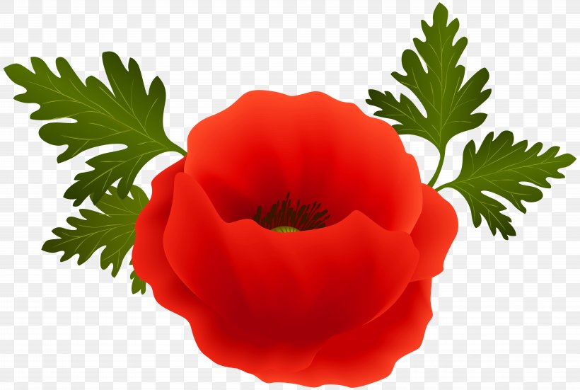 Poppy Clip Art, PNG, 8000x5381px, Poppy, Armistice Day, Color, Common Poppy, Coquelicot Download Free