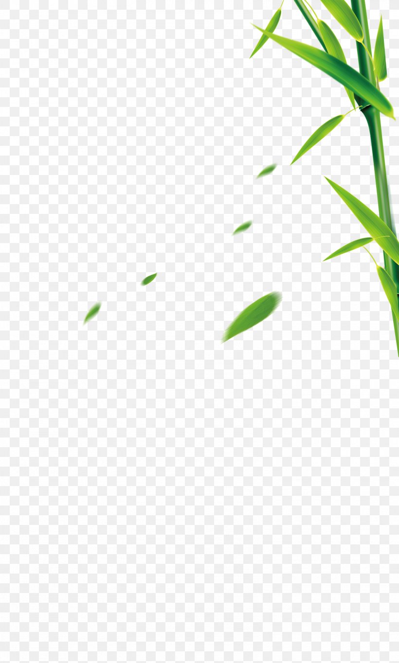 Bamboo Grass Bamboe, PNG, 1575x2620px, Bamboo, Area, Bamboe, Grass, Green Download Free