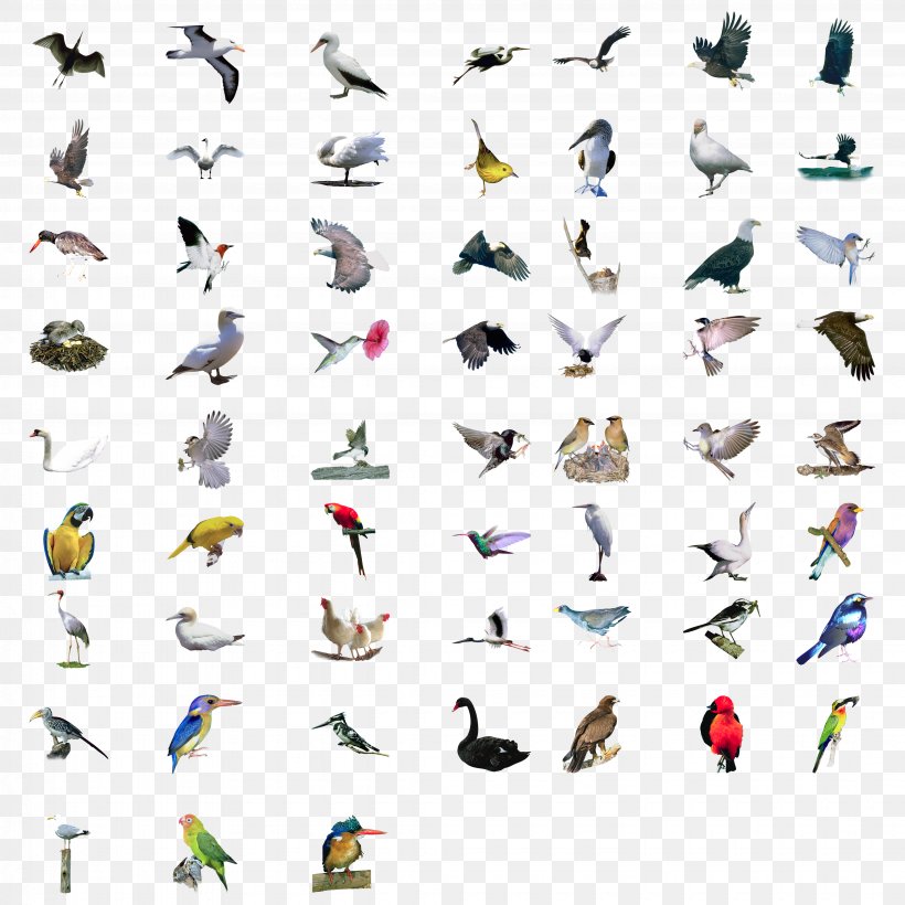 Bird Eurasian Magpie Set, PNG, 4110x4110px, Bird, Animal, Drawing, Element, Eurasian Magpie Download Free