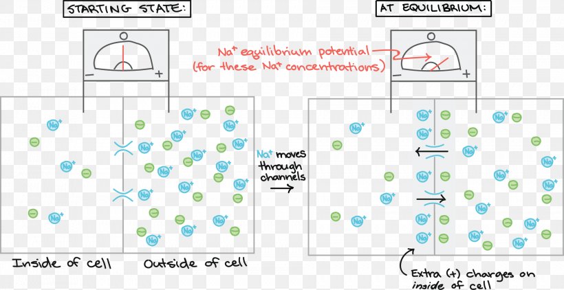 Cell Membrane Resting Potential Membrane Potential Hyperpolarization, PNG, 1886x972px, Cell, Area, Biology, Cell Membrane, Cellular Respiration Download Free