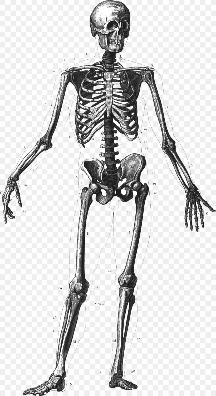 Human Skeleton Human Body Anatomy Bone, PNG, 1264x2314px, Watercolor, Cartoon, Flower, Frame, Heart Download Free