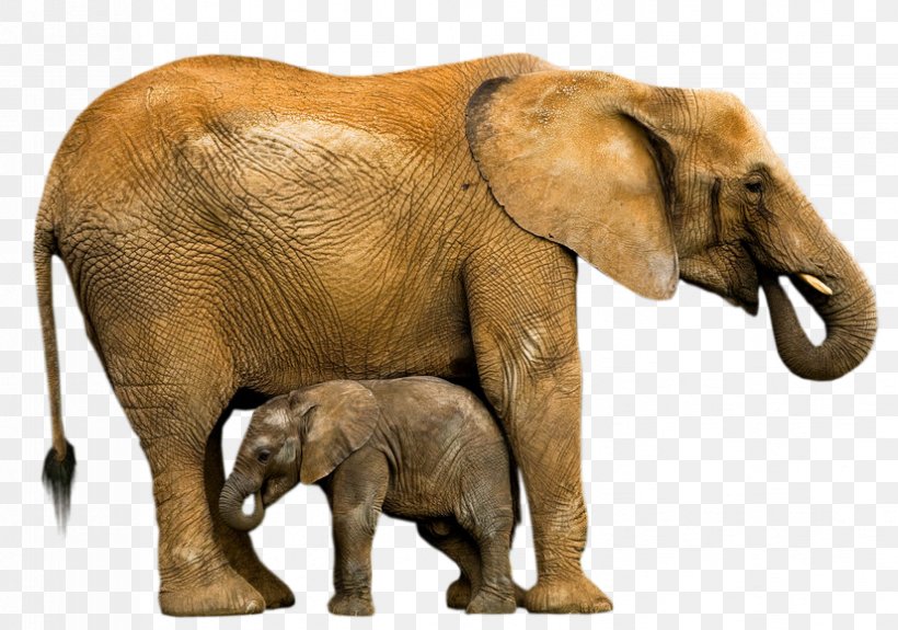 Indian Elephant African Elephant Animal Elephantidae Wildlife, PNG, 826x580px, Indian Elephant, African Elephant, Animal, Bulletin Board, Child Download Free