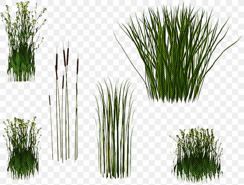 Plant Grass Red Pine Chives Georgia Pine, PNG, 890x678px, Plant, American Pitch Pine, Chives, Chrysopogon Zizanioides, Fines Herbes Download Free