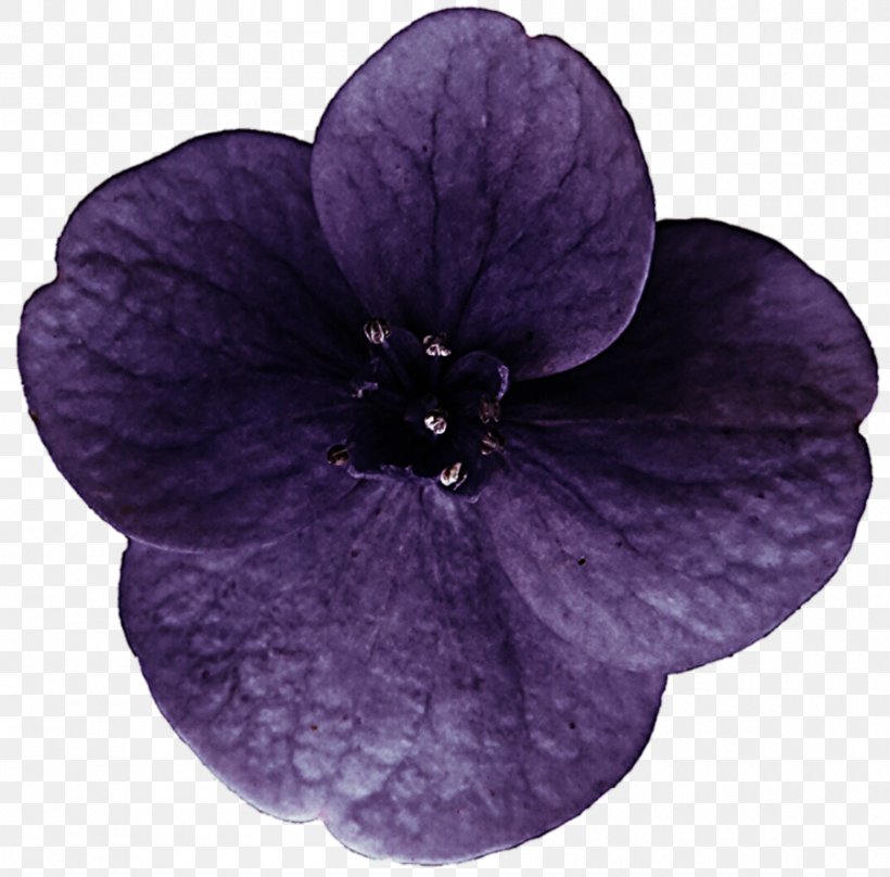 Purple Violet Hydrangea Flower Lilac, PNG, 900x887px, Purple, Deviantart, Flower, Herbaceous Plant, Hydrangea Download Free