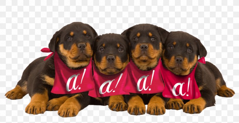 Rottweiler Puppy Dog Breed Cat Veterinarian, PNG, 1000x518px, Rottweiler, Breed, Breeder, Carnivoran, Cat Download Free