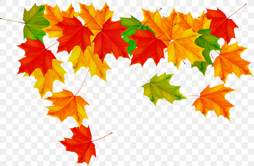 Maple Leaf, PNG, 1628x1066px, Leaf, Autumn, Black Maple, Deciduous, Flower Download Free