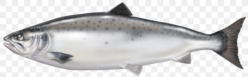 Smoked Salmon Fish Oil Atlantic Salmon, PNG, 1356x422px, Salmon, Animal Figure, Aquaculture Of Salmonids, Atlantic Salmon, Bonito Download Free