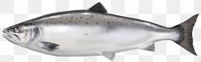 Fish - Smoked Salmon Fish Oil Atlantic Salmon PNG