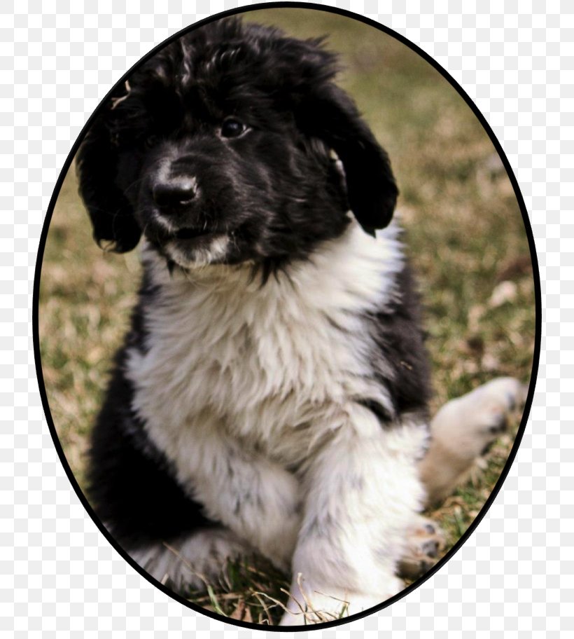 Stabyhoun Newfoundland Dog Landseer Dog Frisian Water Dog Puppy, PNG, 732x912px, Stabyhoun, Breed, Carnivoran, Carpathian Shepherd Dog, Dog Download Free