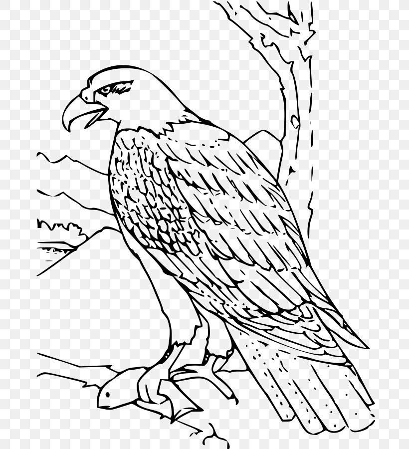 Bald Eagle Bird Coloring Book Golden Eagle, PNG, 692x900px, Bald Eagle, Adult, Area, Art, Beak Download Free