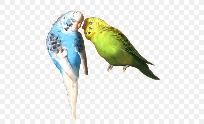 Budgerigar Oil Painting Parakeet Art, PNG, 500x500px, Budgerigar, Art, Artist, Beak, Bird Download Free