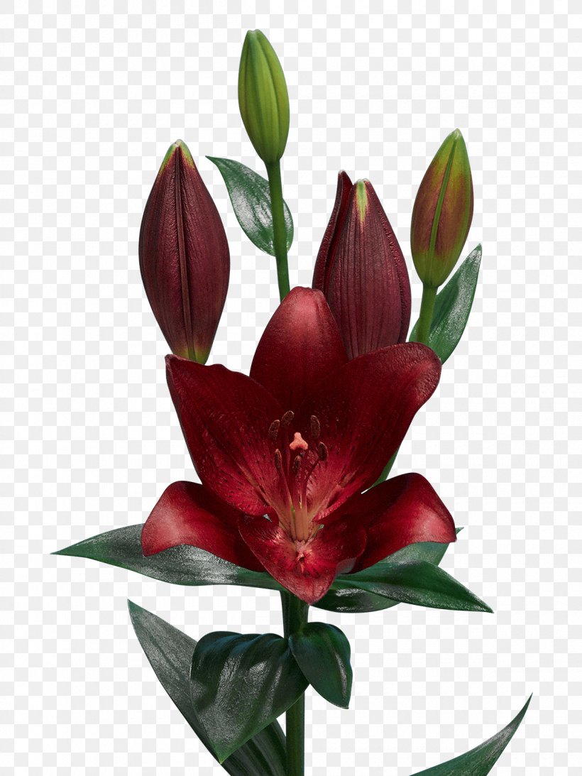 Floral Design Cut Flowers Vase, PNG, 1200x1600px, Floral Design, Cut Flowers, Floristry, Flower, Flower Arranging Download Free