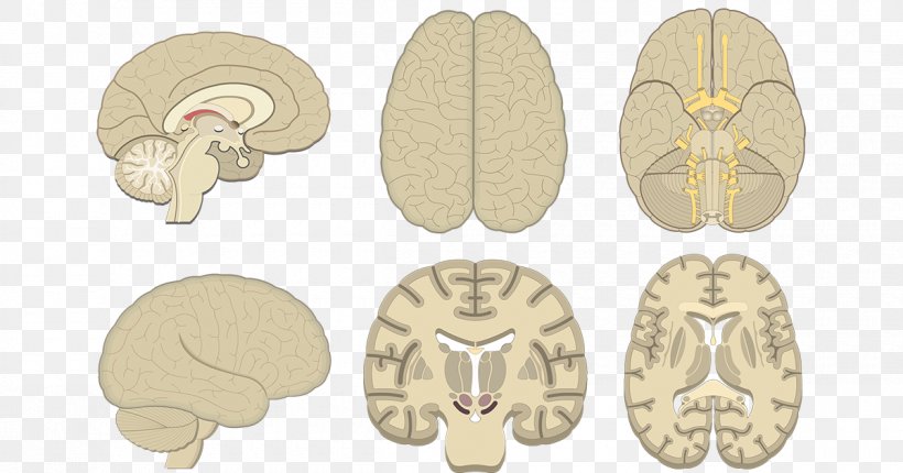 Human Brain Coronal Plane Cerebral Cortex Anatomy, PNG, 1200x630px, Watercolor, Cartoon, Flower, Frame, Heart Download Free