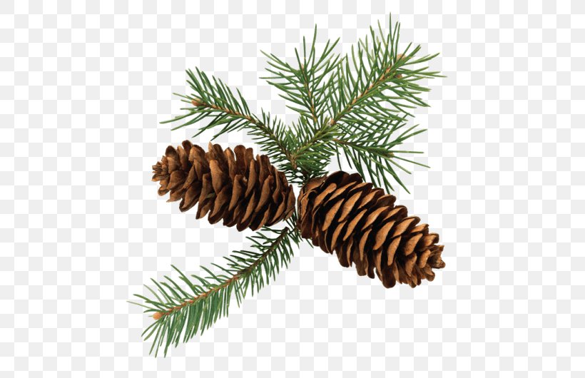 Fir Conifer Cone Clip Art Openclipart Spruce, PNG, 530x530px, Fir, Christmas Ornament, Cone, Conifer, Conifer Cone Download Free