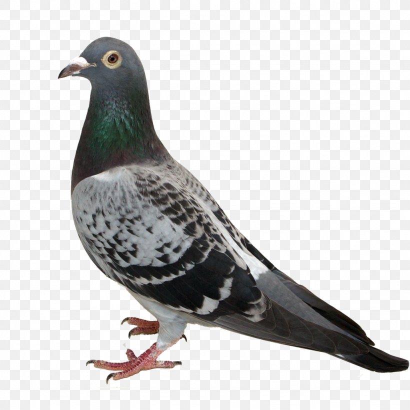 Stock Dove Columbidae Feather Beak, PNG, 1024x1024px, Stock Dove, Beak, Bird, Columbidae, Feather Download Free