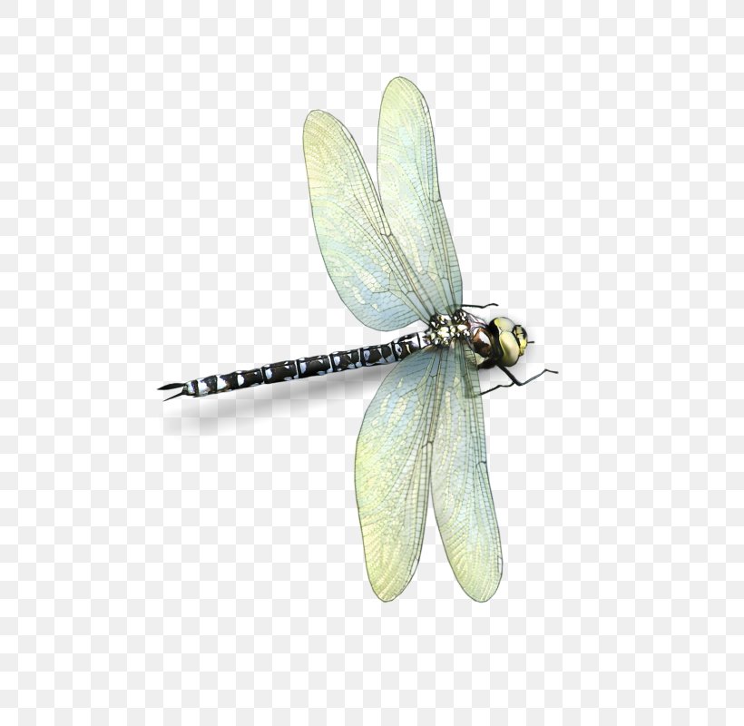 Dragonfly Insect Butterfly 2M Butterflies And Moths, PNG, 743x800px, Dragonfly, Arthropod, Butterflies And Moths, Butterfly, Dragonflies And Damseflies Download Free