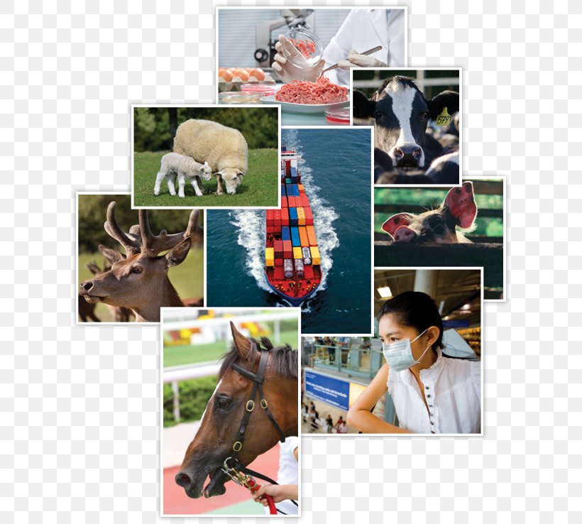 Epidemiology Stallion Halter Veterinary Medicine Health, PNG, 622x738px, Epidemiology, Bridle, Collage, Consultant, Economics Download Free