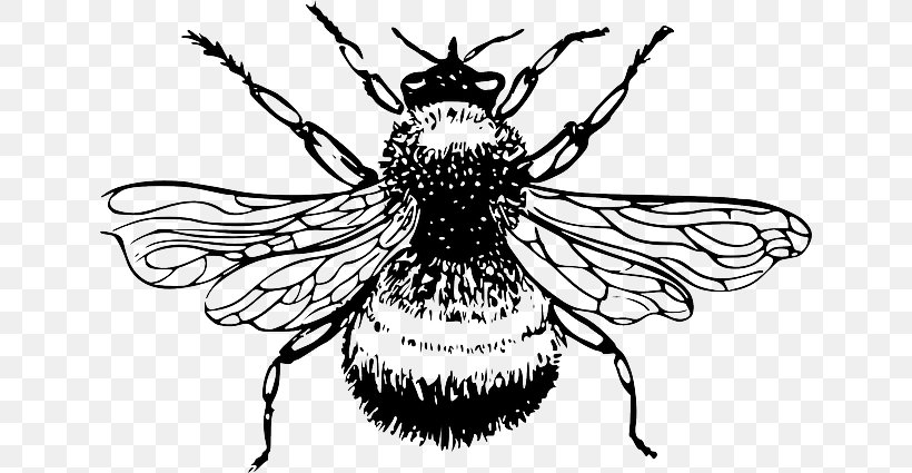 Honey Bee Bombus Lucorum Drawing Clip Art, PNG, 640x425px, Bee, Arthropod, Artwork, Beehive, Black And White Download Free