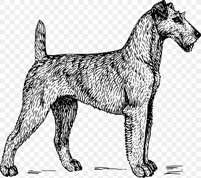 Irish Terrier Cairn Terrier Scottish Terrier Wirehaired Pointing Griffon, PNG, 2400x2128px, Irish Terrier, Black And White, Breed, Cairn Terrier, Carnivoran Download Free