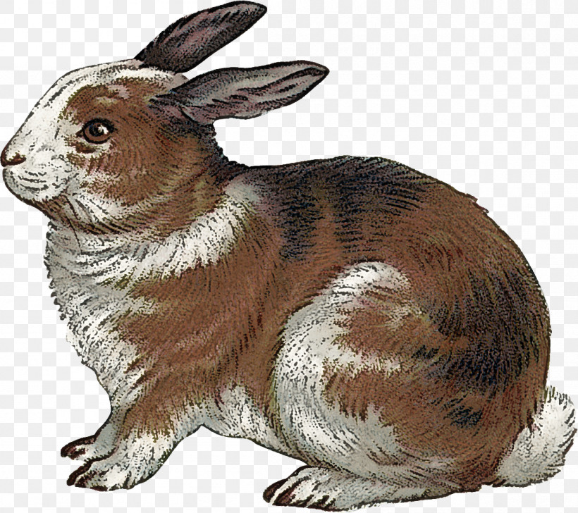Rabbit Rabbits And Hares Hare Animal Figure Snowshoe Hare, PNG, 1153x1024px, Rabbit, Animal Figure, Brown Hare, Hare, Rabbits And Hares Download Free