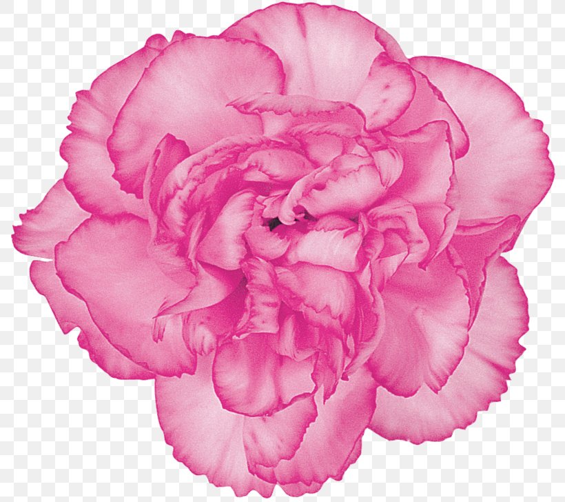Carnation Cut Flowers Centifolia Roses Petal, PNG, 800x728px, Carnation, Advertising, Begonia, Centifolia Roses, Color Download Free
