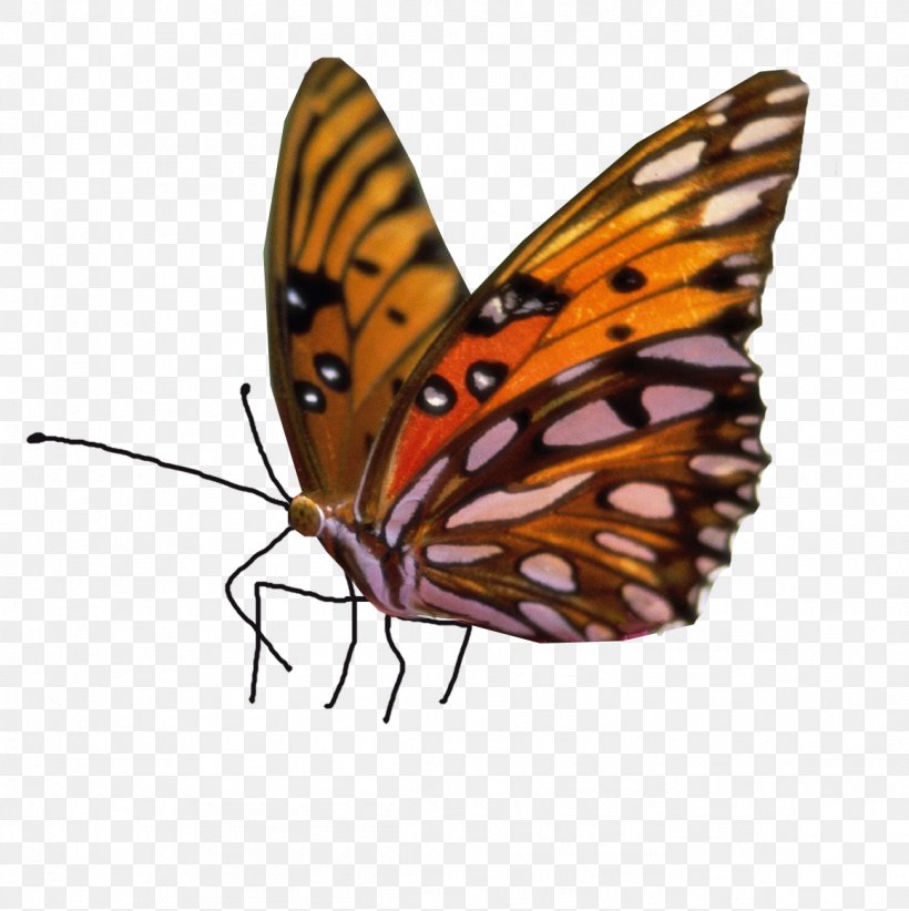 Clip Art Image Butterfly Stock.xchng, PNG, 1161x1164px, Butterfly, Arthropod, Brush Footed Butterfly, Information, Insect Download Free