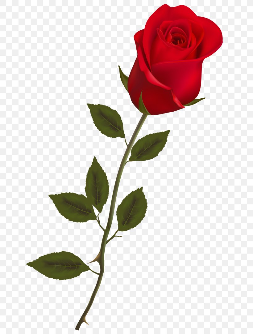 Clip Art, PNG, 661x1080px, Rose, Branch, Bud, Cut Flowers, Document Download Free