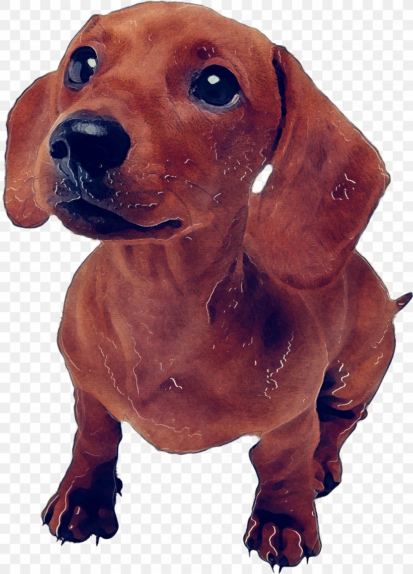 Dog Dog Breed Dachshund Snout Hound, PNG, 1938x2695px, Dog, Dachshund, Dog Breed, Hound, Snout Download Free